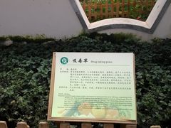 吸毒草-上海都市菜园