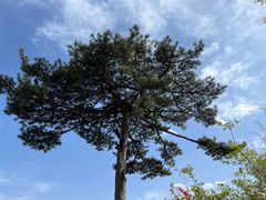 -秦岭终南山世界地质公园翠华山景区