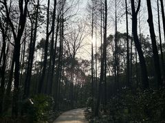 -上海滨江森林公园