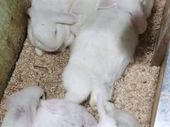 -上海大自然野生昆虫馆