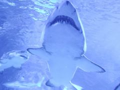 -上海海洋水族馆