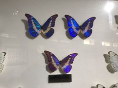 -上海昆虫博物馆