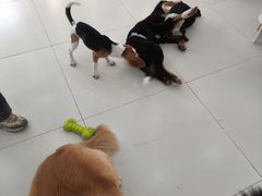 -汪说·狗咖·拼豆·宠物周边DIY(旺城大厦店)