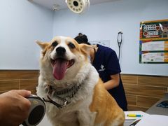 -爱侣宠医·鹦鹉专科·小型哺乳类·异宠专科(灵石路店)