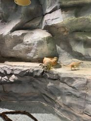 -Zoolung Zoolung动物主题公园(海信广场店)