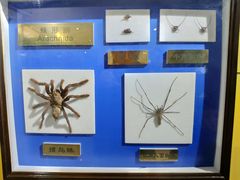 -上海昆虫博物馆