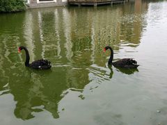 -佘记全家福芋儿鸡(向阳街总店)