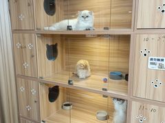 -猫十亿·布偶金渐层·曼基康矮脚猫舍(青年路店)