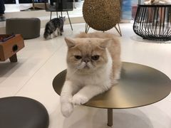 -飞行喵MR PILOT|猫舍·猫咖(静安大融城店)