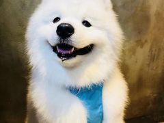 -八公叔叔宠物美容连锁(春申店)