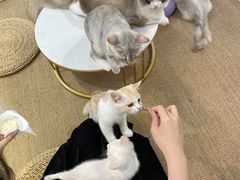 -Heymao猫咖.咖啡厅(东门店)