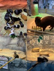 -Zoolung Zoolung动物主题公园(海信广场店)