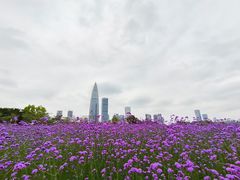 -深圳湾公园(南山区)