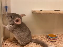 -龙猫仔乐园(惠福东路店)