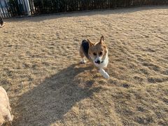-趣玩宠物乐园寄养训犬训狗游泳池