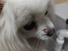 -瑞派雷欧宠物医院·24h夜诊·心脏骨科牙科·全科重症转诊中心(无影山店)
