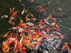 -苏苑饭店-中餐厅(长桥地区店)