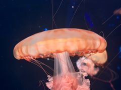-哈尔滨波塞冬海底世界