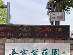 -嘉定紫藤园
