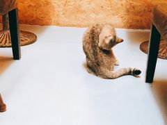 -猫色咖啡·猫咖