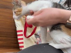 -瑞鹏宠物医院·夜间急症·心超·猫科(祖庙分店)