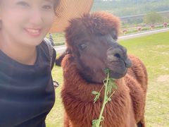 -大连铭湖国际观光牧场