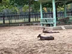 -秦皇岛野生动物园