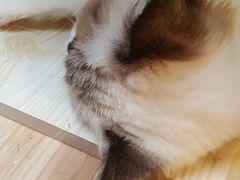 -猫色咖啡·猫咖