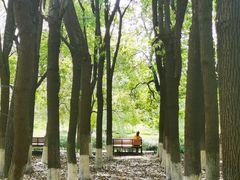 -九科绿洲