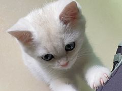 -lincat·猫舍(广州店)