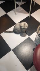 -众刺纹画·纹身·穿孔饰品·海娜定制