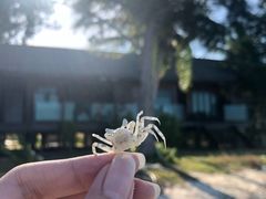-马达京岛