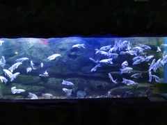 -芜湖新华联大白鲸海洋公园