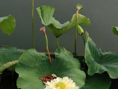 -莲花池公园
