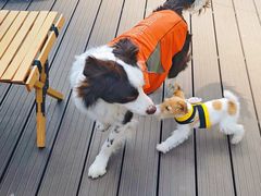 -百好乐宠物友好餐厅(朝外大街店)