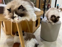 -藏猫猫咖啡主题馆(中央大道店)