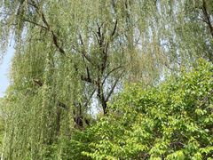 -北京鹫峰国家森林公园