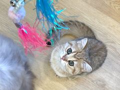 -有喵·猫咖·狗咖·30几只猫10只小狗(岗厦店)