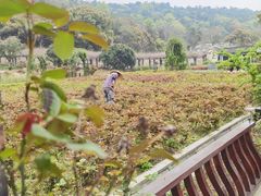 -龙寺生态园