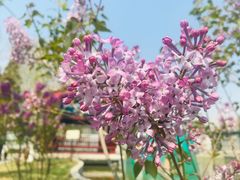 -西海子公园
