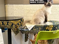 -平行世界·猫咖(首经贸店)