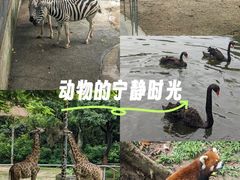 -深圳野生动物园