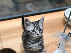 -袖虎·猫馆(体育西路店)