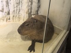 -重庆欢乐海底世界