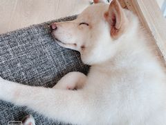 -南京Hallo宠物乐园·哈罗犬舍·柴犬繁育基地