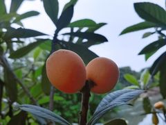 -塘栖枇杷特色园区