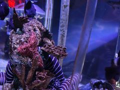 -太平洋海底世界