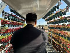 -荷兰花海