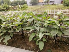 -田园东方蜜桃村的田野营地