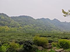 -中国茶叶博物馆(双峰馆区)